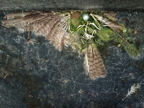 死鳥代表幾號|【死鳥代表幾號】別驚呼！鳥撞車窗飛走，死鳥代表幾號解析